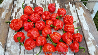 Trinidad Scorpion Moruga Red - Pepper Seeds - White Hot Peppers